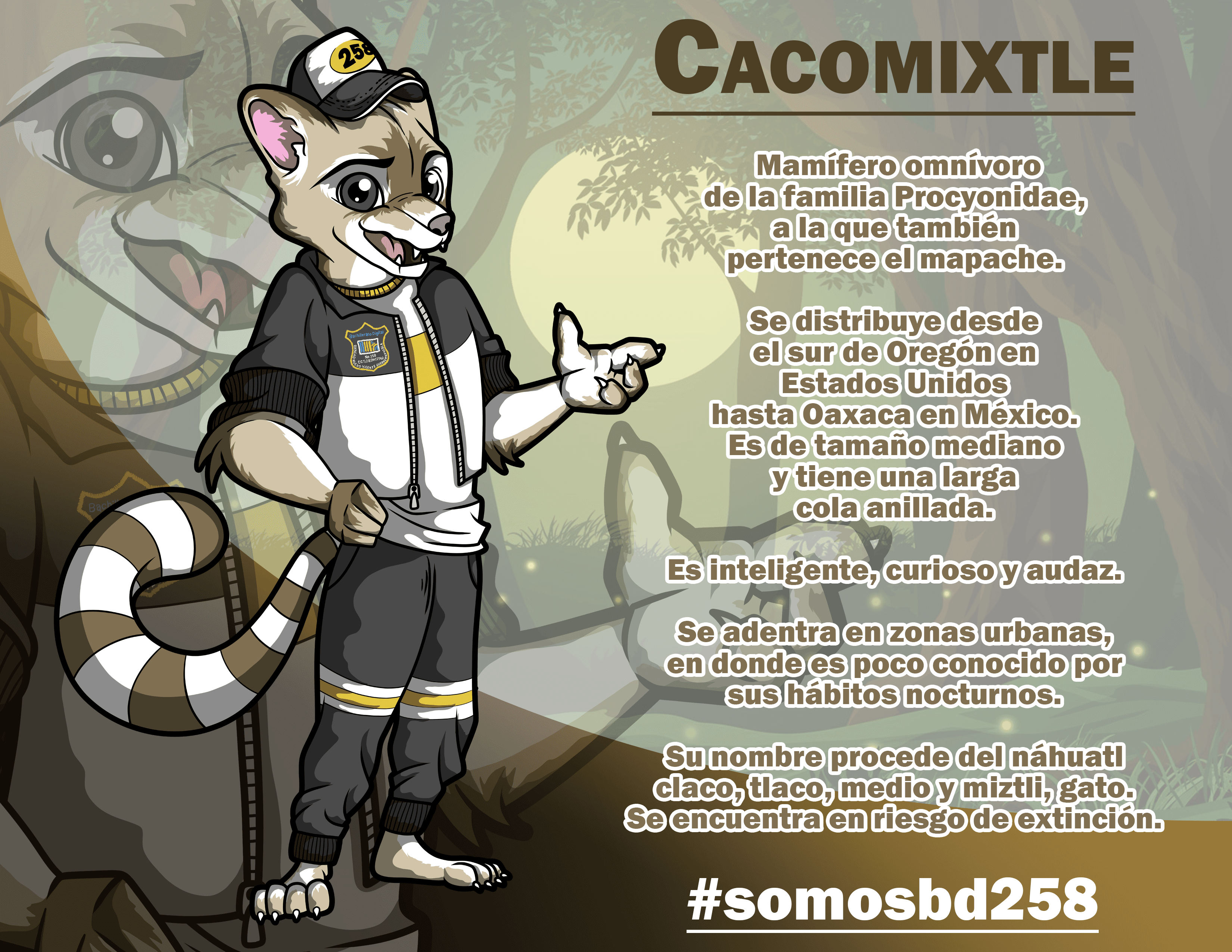 Cacomixtle Mascota